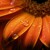 - gerbera II. -