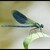 Motýlice lesklá (Calopteryx splendens) - sameček