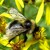 bombus