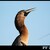 Anhinga