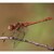Vážka Rudá (Sympetrum sanguineum)