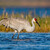 Jeřáb kanadský (Grus canadensis)