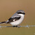 Ťuhýk americký - Loggerhead Shrike (Lanius ludovicianus)