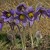 Poniklec veľkokvetý, Pulsatilla grandis