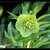 Helleborus