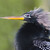 Anhinga Americká