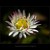 Leucanthemum vulgaris