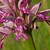 Orchis militaris