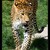 Leopard cejlónsky