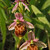 Ophrys holoserica