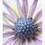 Osteospermum