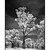 tree rhapsody |IR|