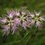 Dianthus superbus