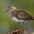 Jespák šedý (Calidris temminckii)