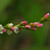 Persicaria hydropiper