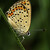 Ohniváček černoskvrnný (Lycaena tityrus)