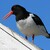 Ústřičník velký (Haematopus ostralegus)