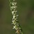 Spiranthes spiralis