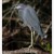 Volavka modrošedá (Egretta caerulea)