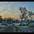 Tree and sunrise