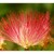 ...ALBIZIA JULIBRISSIN...