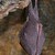 Rhinolophus hipposideros - vrápenec malý