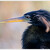 Anhinga