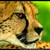 Gepardí portrét