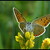 Ohniváček modrolesklý (Lycaena alciphron)