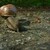 snail