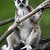 Lemur na obhlídce