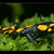 Salamandra salamandra