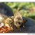 Včely na švestkách