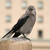 Clark's nutcracker