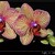 phalaenopsis orchidea