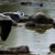 Black-winged Stilt