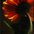 Gerbera