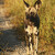 Pes hyenovitý (Lycaon pictus) - Botswana - Kwando