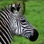 zebra