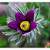 Poniklec velkokvety_Pulsatilla grandis