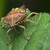 Dolycoris baccarum