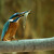 Alcedo atthis