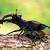 Roháč veľký (Lucanus cervus)