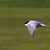 Rybak obecny, Rybarik riecny, Common tern