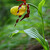 Črievičník papučkový (Cypripedium calceolus)