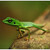 Green crested lizard (Bronchocela cristatella)