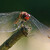 Vážka červená  (Sympetrum sanguineum)