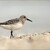 Jespák písečný - Calidris alba