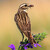 Pŕhľaviar červenkastý - samička ( Saxicola rubetra)