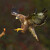 Myšiak lesný / Buteo buteo / Common Buzzard